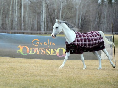 As the logistic and technical teams are working on completing the Cavalia Odysseo Village at the intersection of Sterling Lyon Parkway and Kenaston Boulevard in Winnipeg for the much-anticipated return starting May 12, 2018, of the largest touring show on earth, Cavalia Odysseo's 70 magnificent horses are enjoying a relaxing 10-day stay at a nearby equestrian facility. After sold-out performances in Phoenix, Ariz., the four-legged stars were transported to a lavish facility in rural Manitoba, in specially equipped trailers alongside Cavalia Odysseo's equine specialists. The Cavalia Odysseo herd comprised of horses of 13 different breeds - including the Appaloosa, Arabian, Canadian Horse, Warmblood, Lusitano, Paint Horse, Percheron Hanoverian Cross, Quarter Horse, Selle Français, Thoroughbred, Spanish Purebred (P.R.E.), Miniature Horse and Warlander – is under the care of Cavalia Odysseo's 20-person stable team.