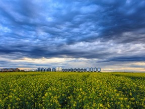 https://smartcdn.gprod.postmedia.digital/financialpost/wp-content/uploads/2018/05/0511canola.jpg