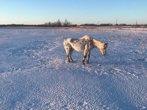 A 35-year-old Appaloosa mare named Foxy Lady is shown in this recent handout photo. Mounties in southwestern Manitoba have laid animal cruelty charges against the owners of a horse that was so emaciated it had to be euthanized.