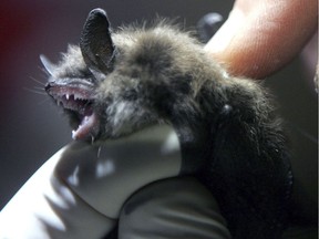 FILE - In this Jan. 27, 2009 file photo, a radio transmitter is inserted into a little brown bat in an abandoned mine in Rosendale, N.Y. A 2018 survey of several cave-dwelling bat species in New Hampshire found very few spent their winters in abandoned mines and other locations that were once popular for them during the winter. Biologists said the numbers are the latest indication that the bats have yet to recover from a fungal disease known as white-nose syndrome.