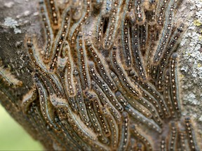 Weather permitting, crews will be out spraying for tent pest caterpillars starting Sunday evening.