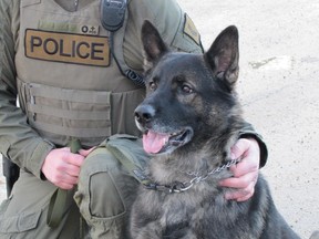 RCMP Police Dog Enzo
