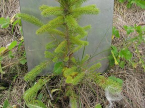 A pine seedling.