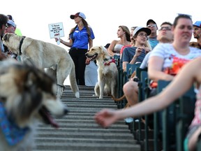 Dogs roam the aisle as the Winnipeg Goldeyes took on the Sioux Falls Canaries in American Association baseball at Shaw Park in Winnipeg during Bark at the Park on Wed., Sept. 2, 2015. The even runs once again this weekend. (KEVIN KING/WINNIPEG SUN)