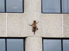 A raccoon scurries up the side of the UBS Tower in St. Paul, Minn., on Tuesday, June 12, 2018.