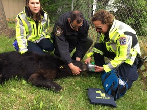 Paramedics and a conservation officer assess a two-year-old male black bear and provide oxygen. At around 6 a.m., Tuesday, a black bear was spotted in the area of Kildare Ave in Transcona. Manitoba Sustainable Development was alerted and a conservation officer attended, where he found the bear in a tree in a back yard of a residence on Lethbridge Avenue and a long pole with a tranquillizer dart on the end was used to dart the bear.