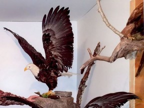 Steinbach RCMP is asking for the public's assistance in locating numerous mounted taxidermy items including a bald eagle, which were taken over a year ago.