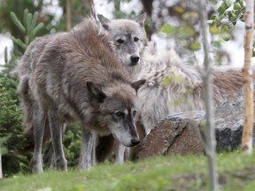 Assiniboine Park Zoo, in Winnipeg, gave media a preview of the new habitat for Grey Wolves.   Thursday, June 14, 2018.   Sun/Postmedia Network