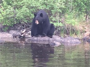 Black bear pays a visit while fishing.
