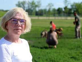 Donna Henry, president of the Winnipeg Network of Dog Owner Groups (WINDOG) hopes Winnipeggers support investing tax dollars to see the parks added to and improved, noting all taxpayers contribute to amenities they aren't guaranteed to use.