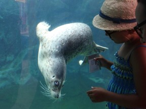 A pair of rescued harbour seals are now making Assiniboine Park Zoo their home.
Handout/Assiniboine Park Conservancy