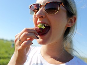 Janine Myska enjoys a sweet strawberry while picking strawberries at Boonstra Farms located east of Stonewall, Man., along Highway 67 on  Monday, July 9, 2018. (Brook Jones/Stonewall Argus & Teulon Times/Postmedia Network)