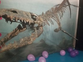 The Canadian Fossil Discovery Centre unveiled it's newest mosasaur skeleton, the rare 3.7-meter Kourisodon puntledgensis, shown in a handout photo. THE CANADIAN PRESS/HO-Canadian Fossil Discovery Centre MANDATORY CREDIT