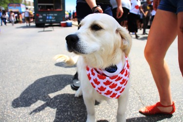 Celebrating Canada Day isn't just for the two-legged. Nine-month-old Monty attends his first Canada Day at the TELUS Osborne Village Street Festival and Canada Day Celebration in Winnipeg on Sunday, July 1, 2018.