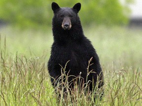 Black bear. (Postmedia Network file photo)