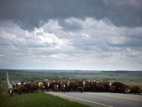 Cowboys move 200 cows and their calves along a secondary highway north west of Calgary, Alta., Tuesday, May 28, 2013. Cattle producers on the Prairies are hoping for the best but preparing for the worst as an ongoing drought continues to diminish pastures.