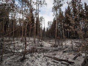 Ash covers the ground in an area burned by the Shovel Lake wildfire, near Fort Fraser, B.C., on Thursday, August 23, 2018.