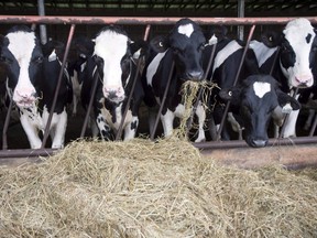 Dairy cows are seen at a farm in Danville, Que., on Aug. 11, 2015. Supply management controls levels of milk production by tying it to Canadian consumer demand and limiting foreign competition through high tariffs.
