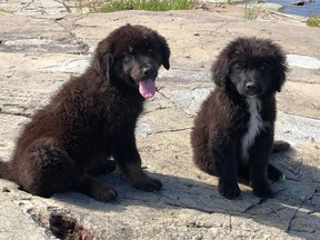 Skipper (left) and Gilligan, two of the puppies that were stranded on an island in northern Manitoba, are shown in a handout photo. THE CANADIAN PRESS/HO-Norway House Animal Rescue MANDATORY CREDIT
