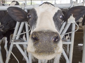 A dairy cow is seen at a farm Friday, August 31, 2018 in Sainte-Marie-Madelaine Quebec. THE CANADIAN PRESS/Ryan Remiorz ORG XMIT: RYR111