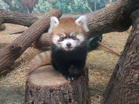 RedÊpandas Sachi (female) and Tango (male) have expanded their growing family with the birth of a male cub born earlier this summer. The Zoo is asking for the communityÕs help in giving him a name.
Handout