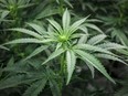 Marijuana plants are shown at a cultivation facility in Olds, Alta., Wednesday, Oct. 10, 2018. (THE CANADIAN PRESS/Jeff McIntosh)