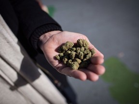 A man holds a handful of dried marijuana flowers on the day recreational cannabis became legal on Wednesday, Oct. 17, 2018.