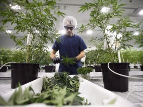 The U.S. Customs and Border Protection agency says in an updated statement that someone working in the legal pot industry in Canada will "generally be admissible" as long as their travel is not related to the industry. Workers process medical marijuana at Canopy Growth Corporation's Tweed facility in Smiths Falls, Ont., on Monday, Feb. 12, 2018.