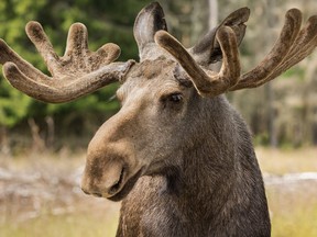 File photo of a moose.