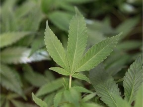 Winnipeg wants more tax revenue to offset what it’s calling increased expenses due to marijuana legalization.
