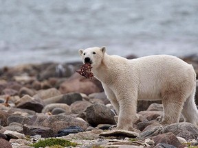 A male polar bear eats a piece of whale meat as it walks along the shore of Hudson Bay near Churchill, Man., on August 23, 2010. New research suggests an answer to the mystery of how polar bears survived previous eras of low sea ice.