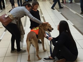 Volunteer Janelle Ptashnick (right) introduces curious Winnipeggers to eight-year-old shepherd cross Sally during a Doggie Date at the Kildonan Place shopping mall on Saturday. Leland Gordon, Chief Operating Officer, Animal Services Agency, announced the expansion of the City of Winnipeg’s Animal Services Agency Doggie Dates program in which participants can now walk adoptable dogs on “dates” inside the Kildonan Place Mall in addition to other locations in Winnipeg.
