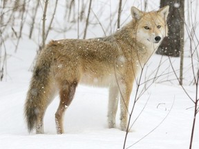 On Saturday evening, a North District General Patrol supervisor was patrolling the Rivergrove area when he spotted a large coyote on a sidewalk of Rivergrove Drive at Saul Miller Drive. On Monday, police released AIR1 video showing four coyotes at the Kildonan Park Golf Course.