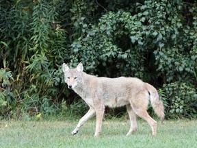 Coyotes have been spotted in the Assinibione Forest.