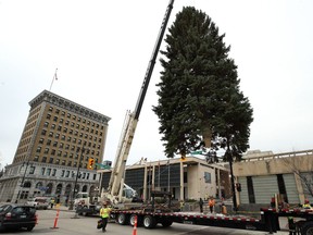 A Colorado blue spruce tree estimated at 45 feet high selected as Winnipeg's 2018 Christmas tree is positioned at City Hall on Sun., Nov. 4, 2018. Kevin King/Winnipeg Sun/Postmedia Network