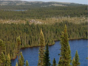 UNDATED -- Boreal Forest - Typical upland taiga in Quebec.  HANDOUT PHOTO: peupleloup/Wikimedia Commons