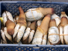 A crate of geoducks is pictured in this file photo. (Getty Images)