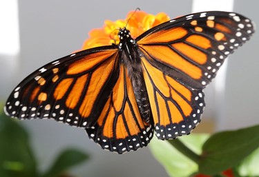 YR Year End.  Texture, colour and structure are visible in this close up photo of a butterfly, in Winnipeg.  Saturday, September 01/2018 Winnipeg Sun/Chris Procaylo/stf