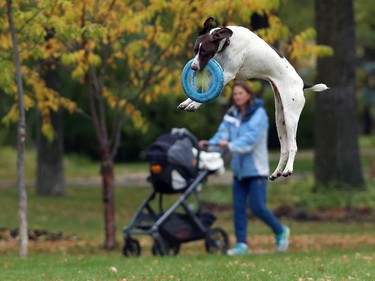Cooper appears to leap over owner Carol Hoag as she leaps for a frisbee thrown by her husband Dave at Enderton Park on Ruskin Row in Winnipeg on Sun., Oct. 7, 2018. Kevin King/Winnipeg Sun/Postmedia Network