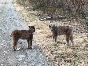 Two lynx square off in northern Ontario.