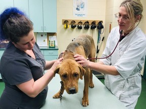 Roseau River Anishinabe First Nation in partnership with Winnipeg-based Spirit of Hope Rescue will be hosting the first ever spay and neuter clinic on the First Nation later this month.