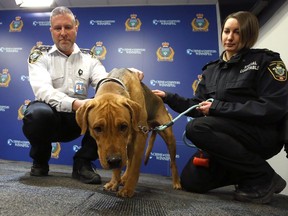 Leland Gordon (left), chief operating officer of the Animal Services Agency and an animal services officer comfort Hope during a press conference at Winnipeg police headquarters on Monday. Hope was one of 15 dogs rescued from a house on Home Street on Jan. 4, abandoned by their owner, a 35-year-old Winnipeg woman who faces a number of charges.
