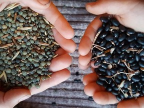 Samples of the black beans and lentils that were grown in Manitoba, and that we brought to Adagio Acres to process.
Handout