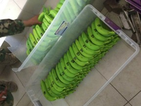 In this 2014 photo provided by the United States Attorney's Office for the Eastern District of New York, drug-filled plastic bananas discovered in a raid on one of the Sinaloa safe houses in Mexico are shown.
