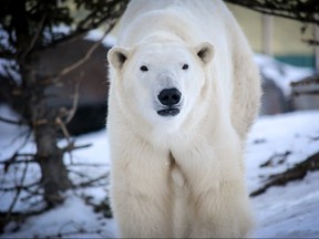 A polar bear has died at the zoo in Winnipeg. Assiniboine Park Zoo says the five-year-old bear named Blizzard, shown in a handout photo, died on Monday. THE CANADIAN PRESS/HO-Assiniboine Park Zoo MANDATORY CREDIT ORG XMIT: WPG500