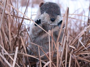 Manitoba Merv is seen at Oak Hammock Marsh Interpretive Centre just north of Winnipeg, on Saturday, Feb. 2, 2019, when he called for an early spring.
