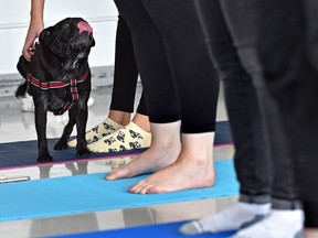Overdose Awareness Manitoba and Manitoba Mutts Dog Rescue are teaming up for a fundraiser with a difference: a puppy yoga class.On Sunday, participants will be bringing their yoga mats to Pooches Playhouse, a doggy daycare and cage-free boarding facility on Concordia Avenue East, for some puppy yoga.