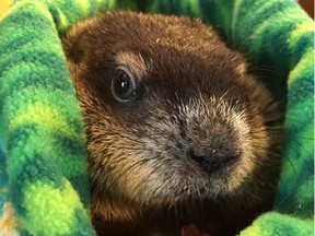 Winnipeg Wyn, the Winnipeg groundhog, is predicting an early spring, the Prairie Wildlife Rehabilitation Centre announced on Saturda