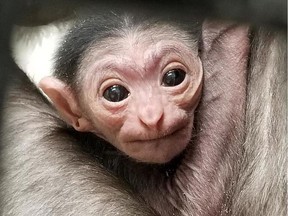 The Assiniboine Park Zoo in Winnipeg announced the birth of a white-handed gibbon on Monday, February 4, 2019. This is the first offspring for Maya (female) and Samson (male) who were matched on a recommendation from the Association of Zoos and Aquariums Species Survival Plan Program and selected to be the first residents of the Zoo's new gibbon habitat, which opened in June 2017.