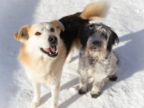 Winnipeg Animal Services Agency has made a plea for a dual adoption on a pair of dogs from a remote northern Manitoba community through their Northern Outreach Initiative that need to be adopted together. Tiger (left) - a male husky/shepherd mix who is two to three years old - and Lady (right) - a female three-year-old terrier mix.